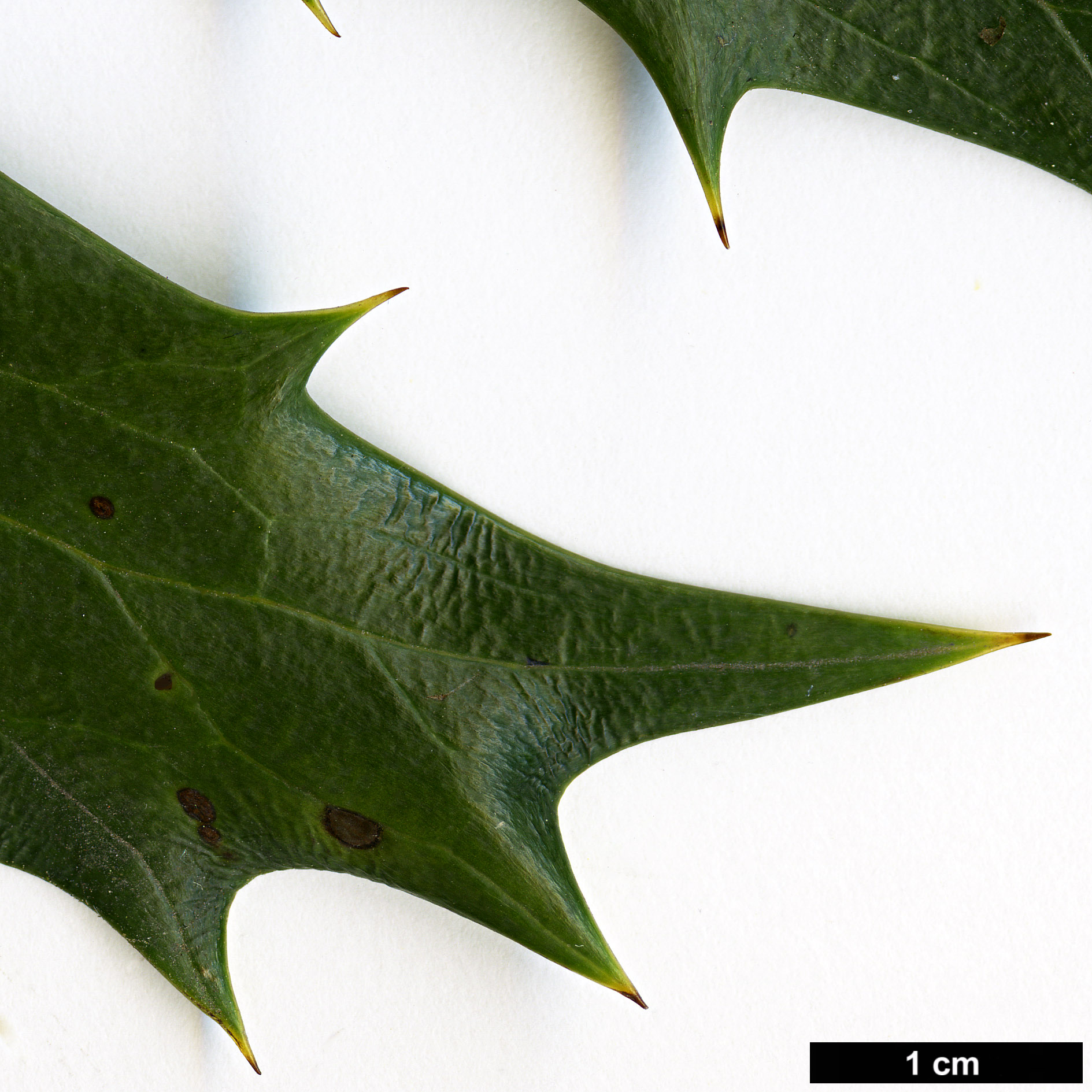 High resolution image: Family: Berberidaceae - Genus: Mahonia - Taxon: ×media (M.japonica × M.oiwakensis subsp. lomariifolia)